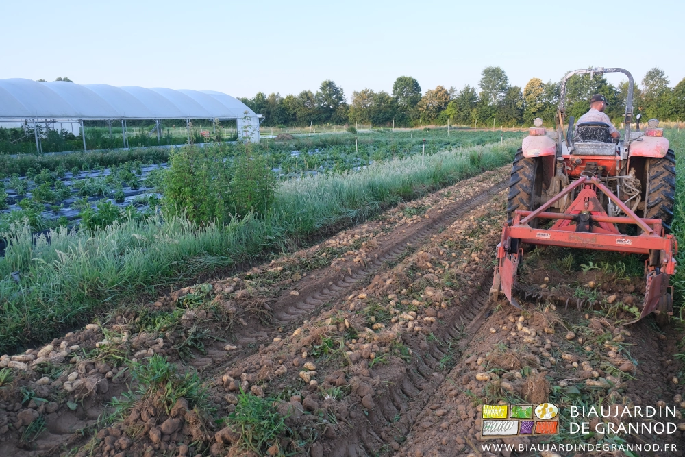 photo de l'arracheuse aligneuse qui soulève les pommes de terre planche par planche