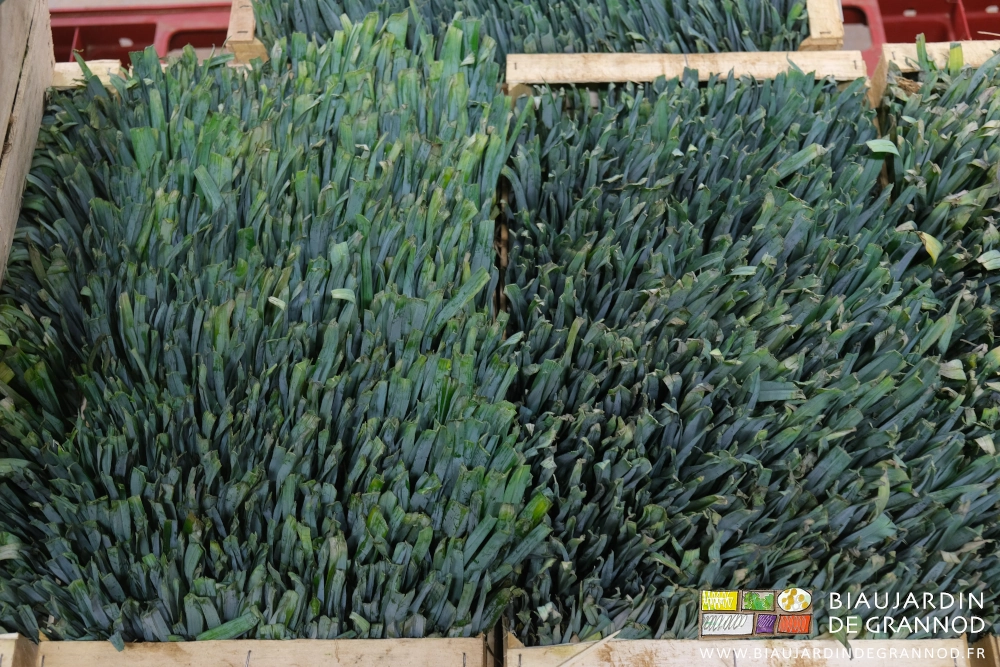 photo proche des plants de poireau rangés verticaux en caisse bois en attente de plantation