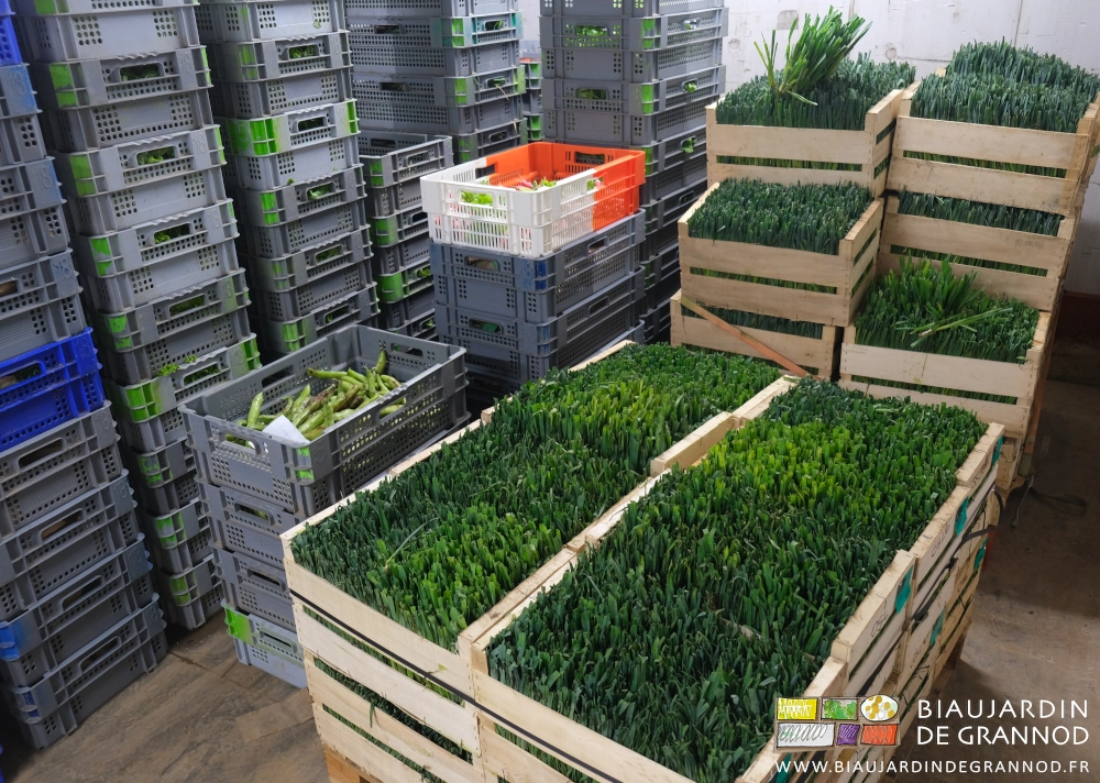 photo des caisses bois remplies de plants rangés verticalement stockés en chambre froide