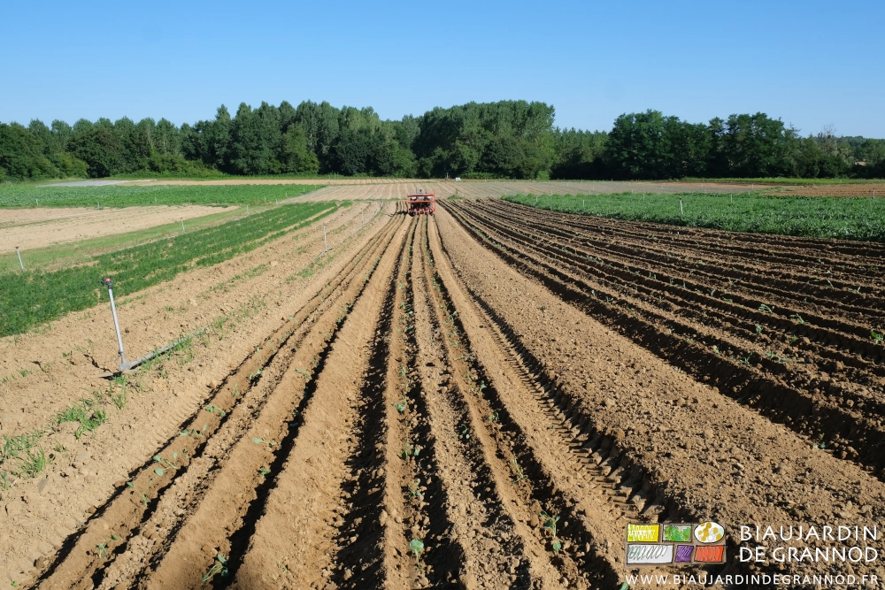 photo d'ensemble d'un carré de chou en cours de plantation dans une grande parcelle entourée de très grands arbres