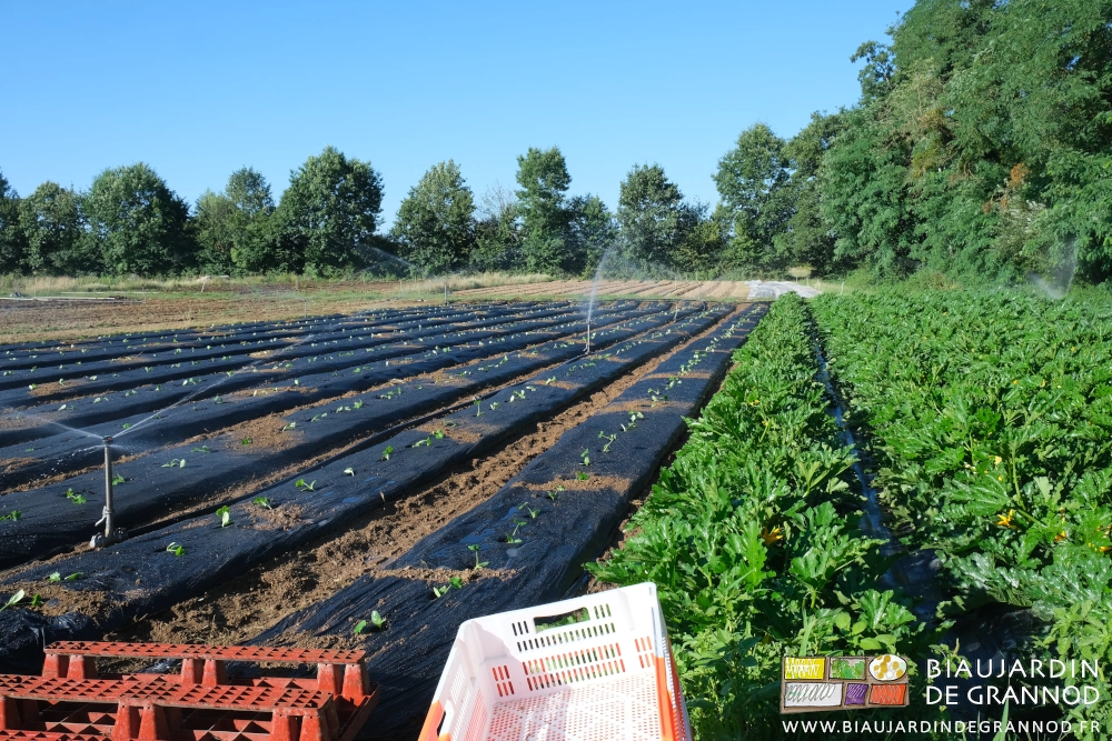 photo de 10 planches de courgettes arrosées après repiquage à côté de 6 en début de production
