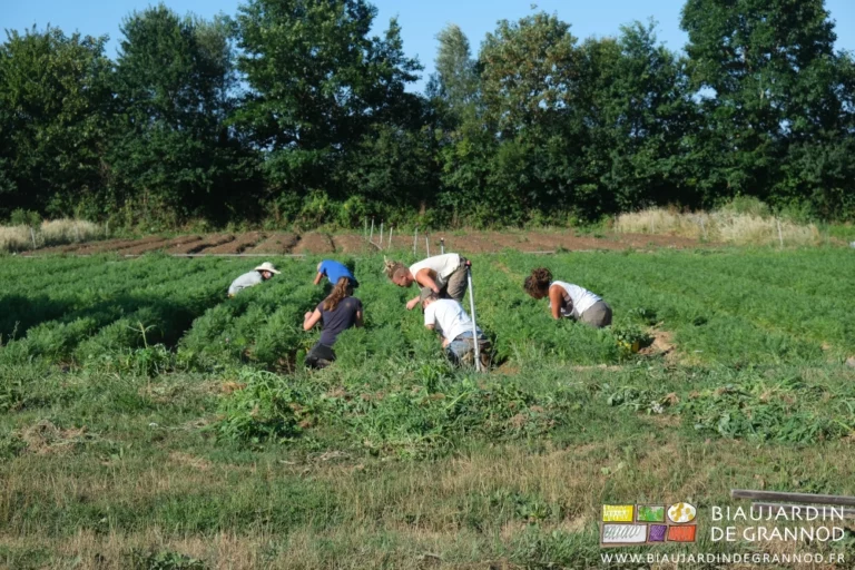 photo de 6 biaux jardinier-e-s accroupis couteau et seau en main pour le désherbage d'un carré de carotte