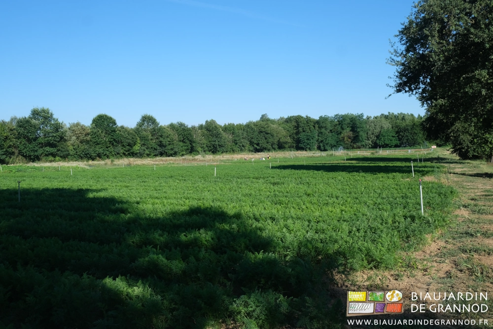 photo d'ensemble d'un de nos jardins, 4 carrés de carotte en premier plan sur fond bocager