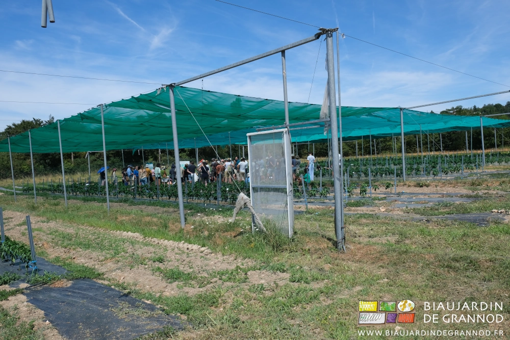 photo d'une installation sur grands poteaux métalliques d'écrans pour l'ombrage des légumes en plein champ
