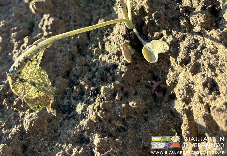 photo de la terre noire de parasites au pied d'un plant de Bruxelles