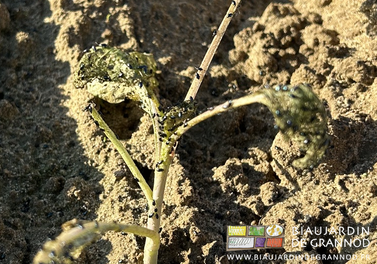 photo de la tête d'un plant couverte d'altises