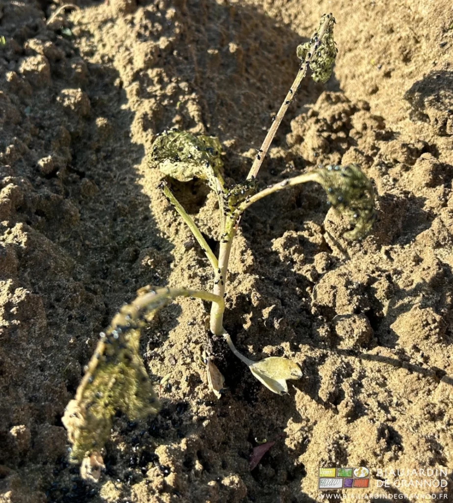 photo proche d'un plant de chouracroquevillé sous les masses d'altise qui le piquent et le dévorent