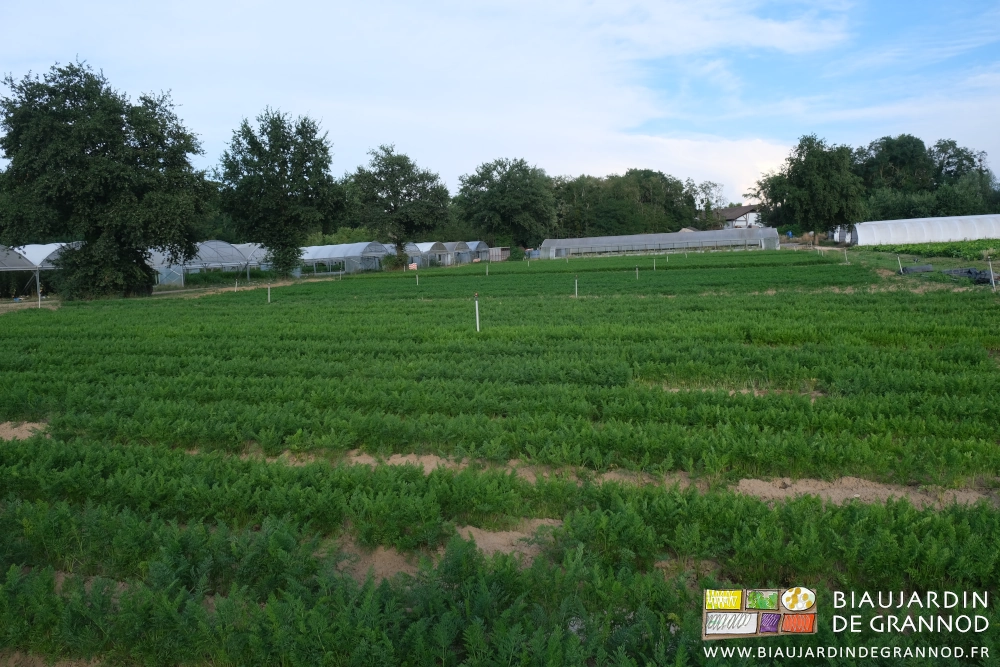 photo en alignement des carrés de carottes bien désherbés manuellement