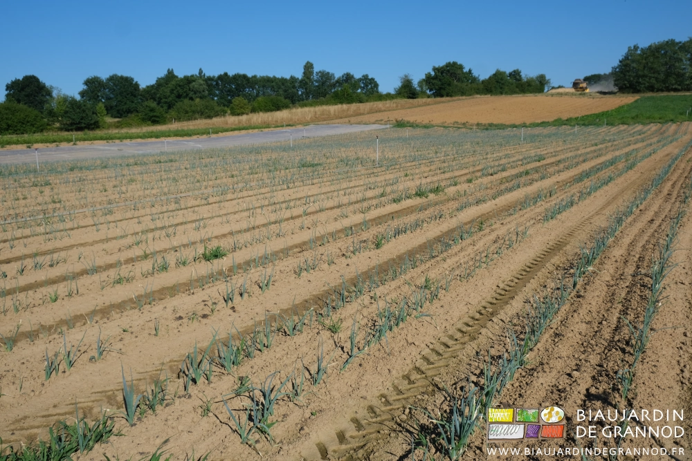 photo de la parcelle de poireaux dont un bon pourcentage a crevé