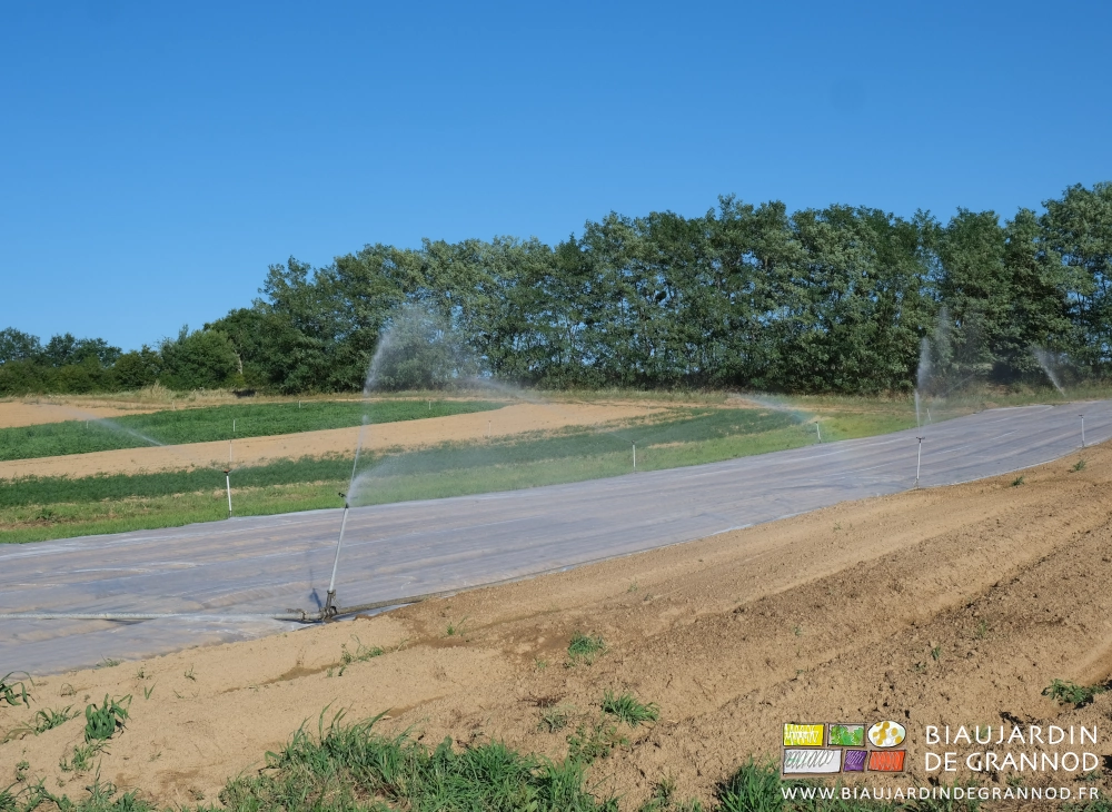 photo d'arrosage en cours de planches couvertes d'un filet anti-insectes fixé au sol