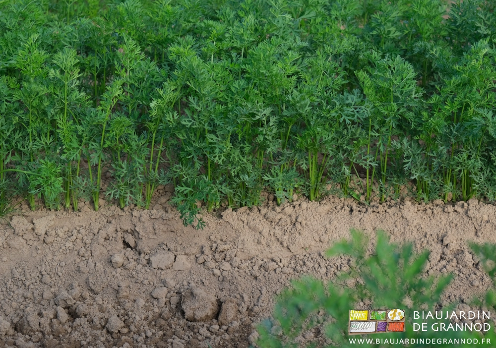 photo proche montrant la régularité de répartition des carottes sur le rang