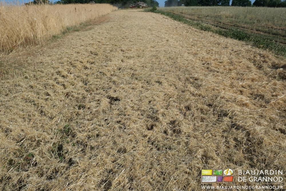 photo de la paille répartie régulièrement par le broyeur mis en marche en sortie de moissonneuse
