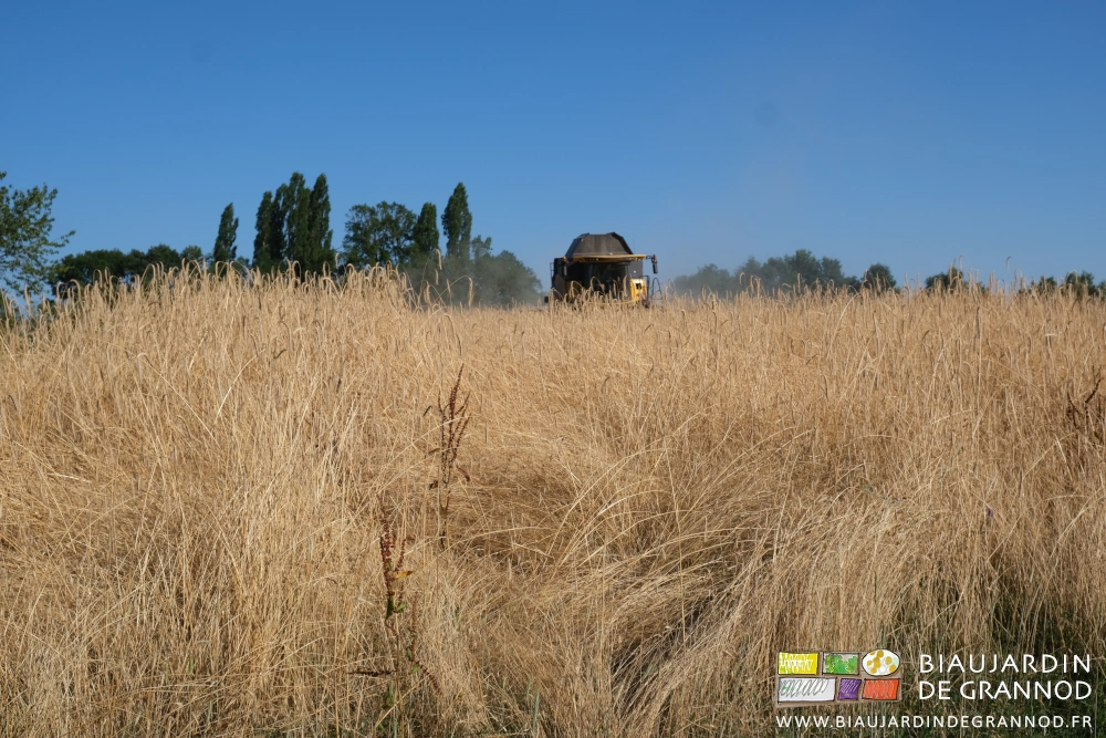 photo de la moissoneuse au travail au fond de la parcelle de seigle