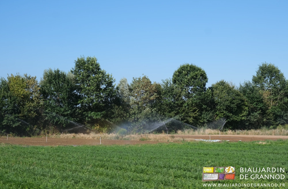 photo d'ensemble, arrosage en cours dans carré de betterave sur fond d'arbres en train de fanocher