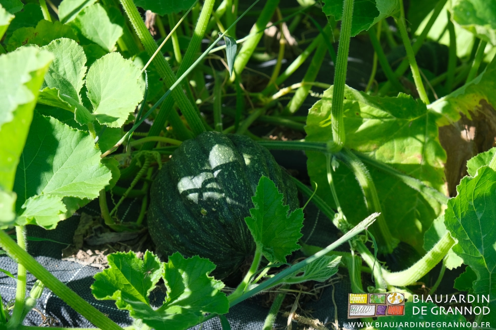 photo d'un potimaron vert déjà plus gros qu'un ballon de hand-ball