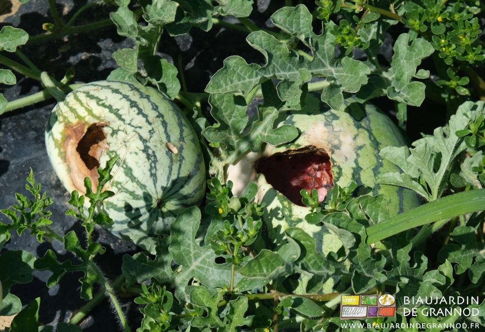 photo de plusieurs pastèques voisines creusées par des faisans