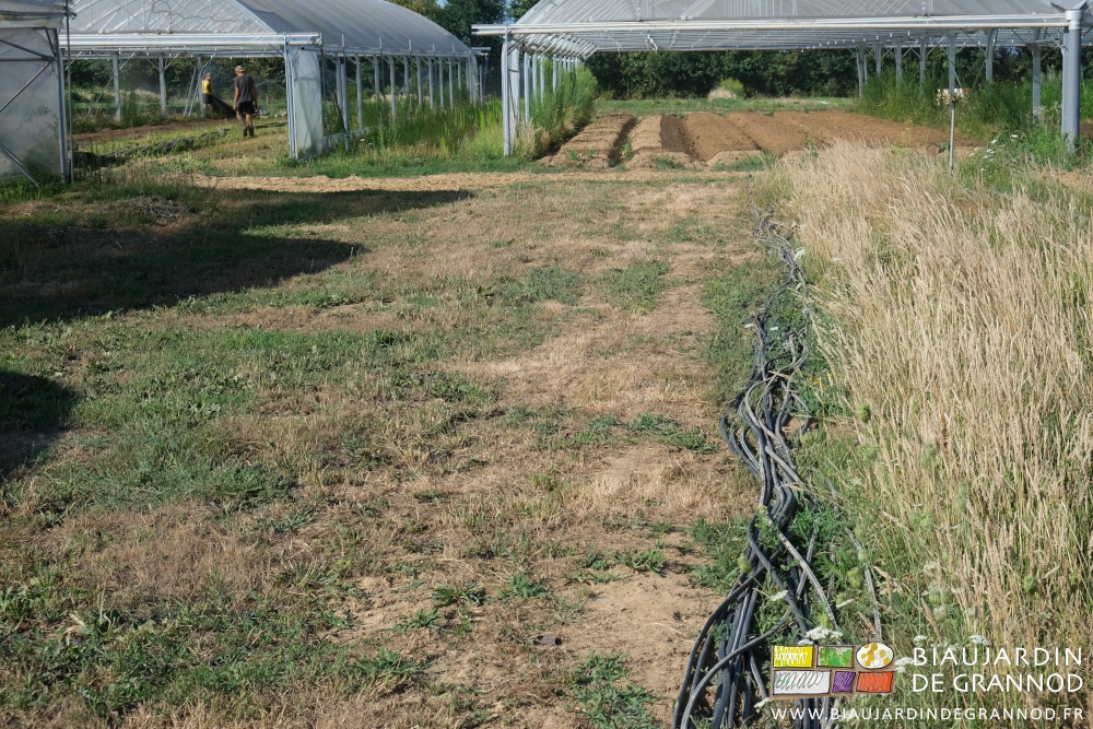 photo des gaines de goutte à goutte sorties des tunnels de courgette