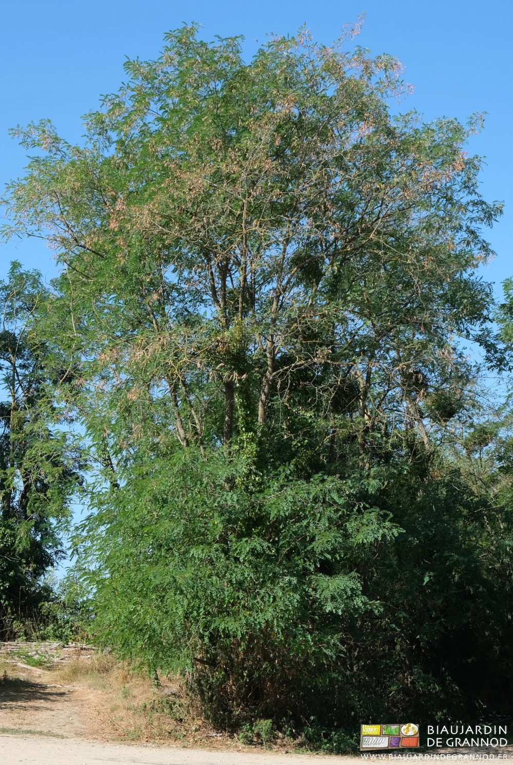 photo du bout d'une haie avec un acacia sec