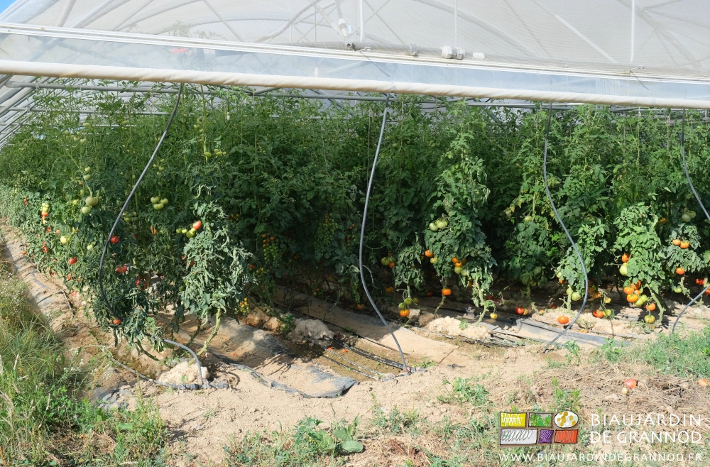 photo sous bi-tunnel de planches de tomate et tomate cerise