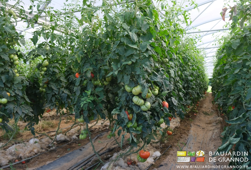 photo en perspective de bouquets de tomate cultivées sur sol biné manuellement