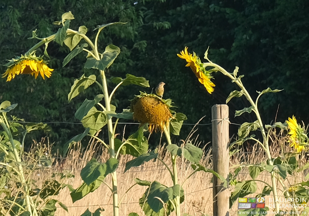 photo d'un tournesol visité par un oiseau pour se nourrir des graines