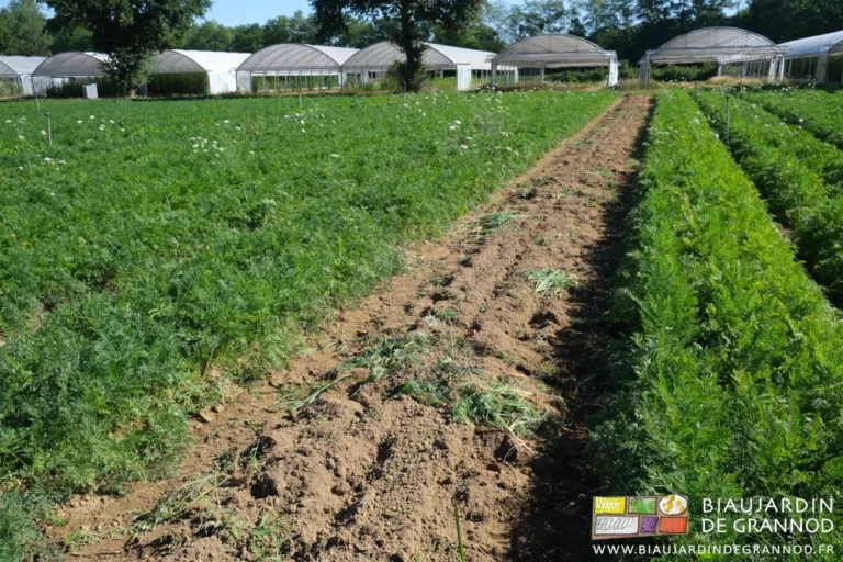 photo d'une planche récoltée au milieu du carré de carotte précoce