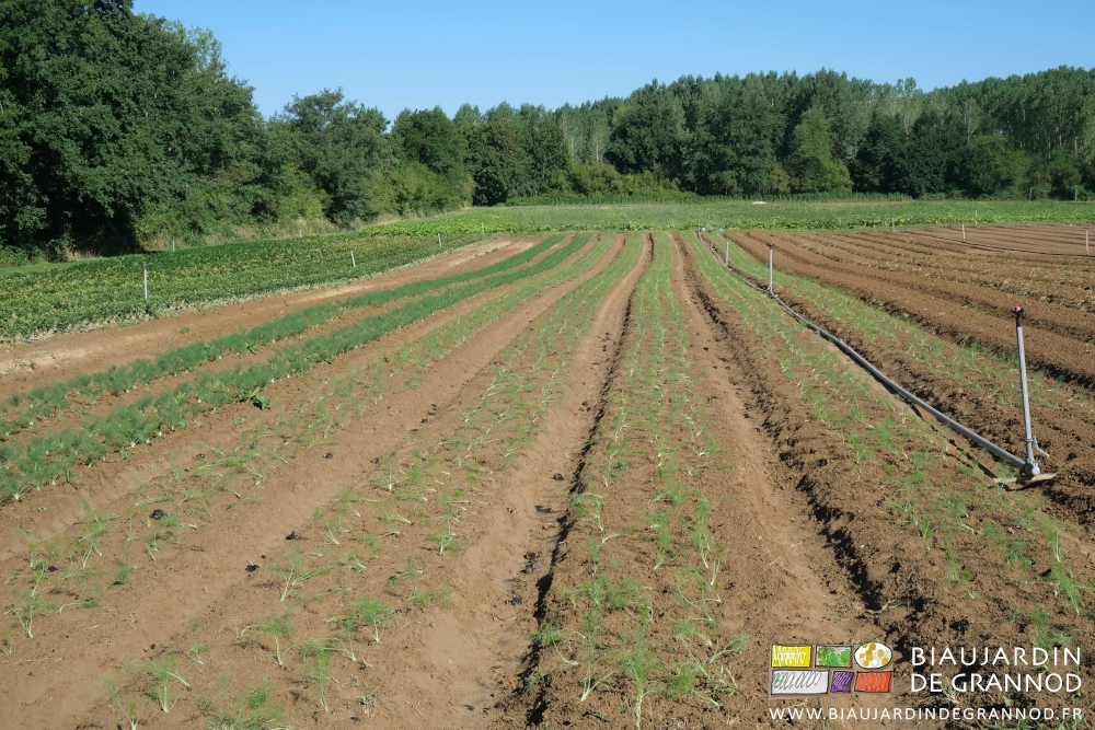 photo des 5 planches de fenouil repiquées cette semaine