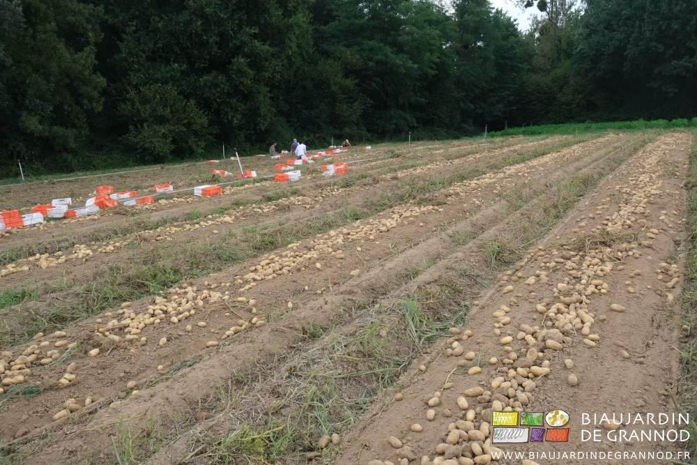 photo pommes de terre soulevées réparties au sol, jardiniers à genoux les mettant en cagettes