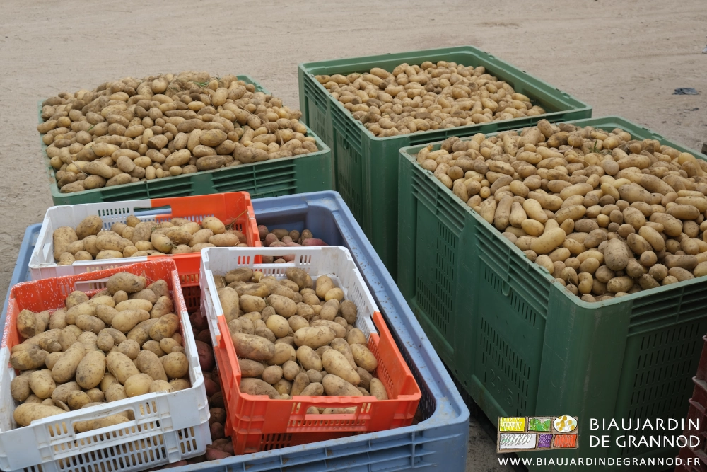 vue de dessus de palox de stockage remplis de pomme de terre en sortie du champ