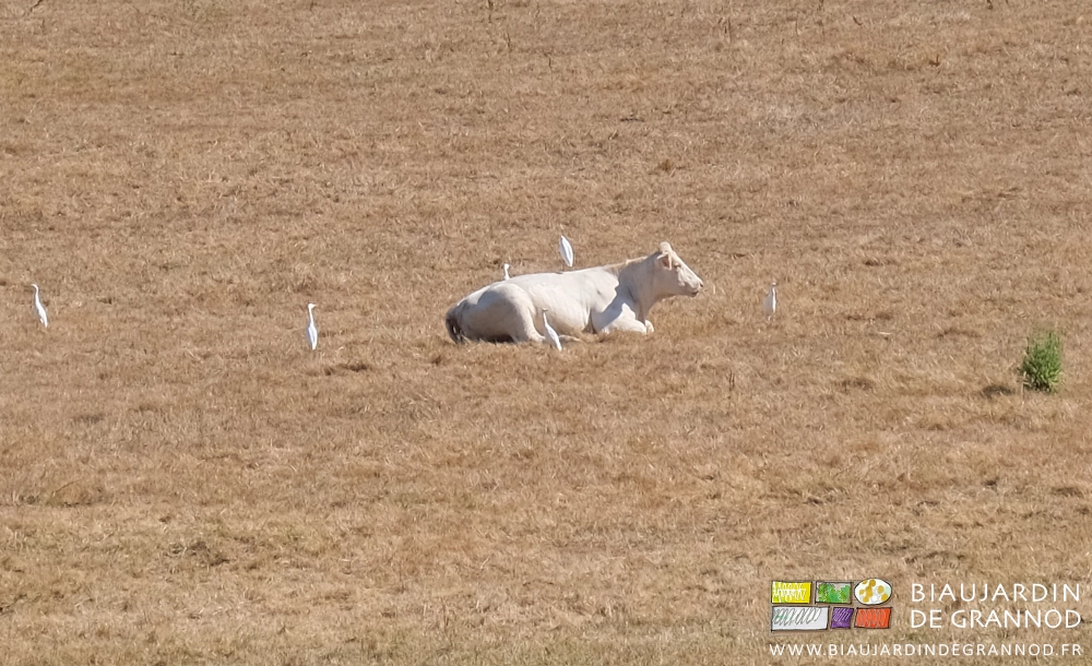 photo d'un charolais dans un pré roussi en compagnie de 6 hérons pique-boeufs blancs eux aussi