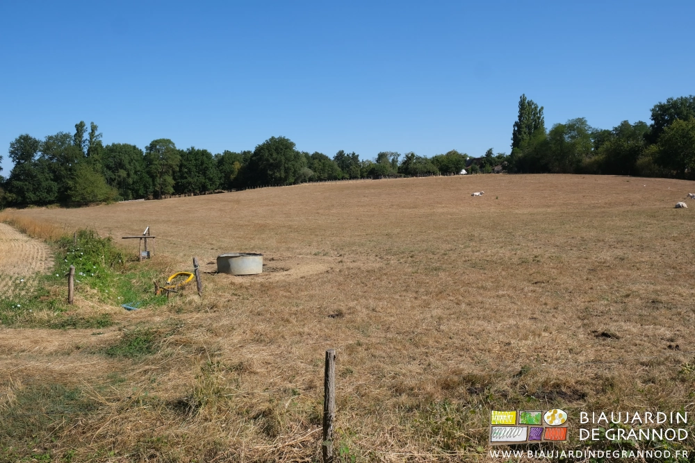 photo d'un pré parfaitement roussi