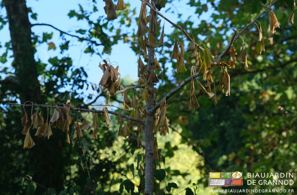 photo d'un ginkgo complètement flétri