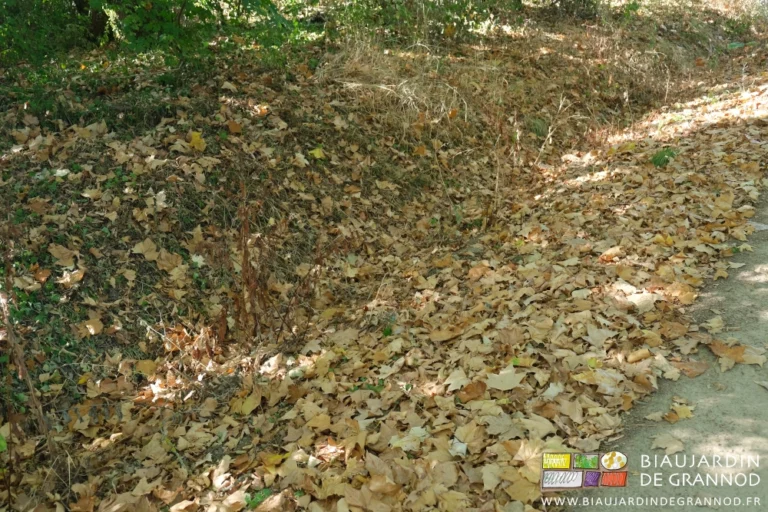 photo de sol couvert de feuilles mortes des haies bocagères du chemin d'accès à la ferme