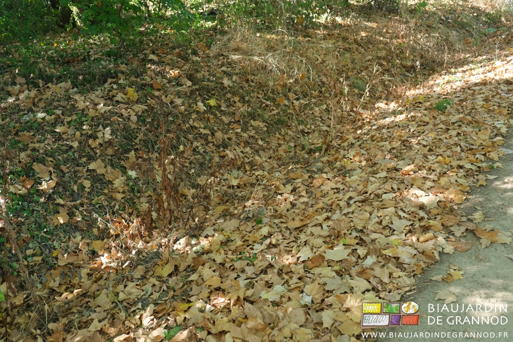 photo de sol couvert de feuilles mortes des haies bocagères du chemin d'accès à la ferme
