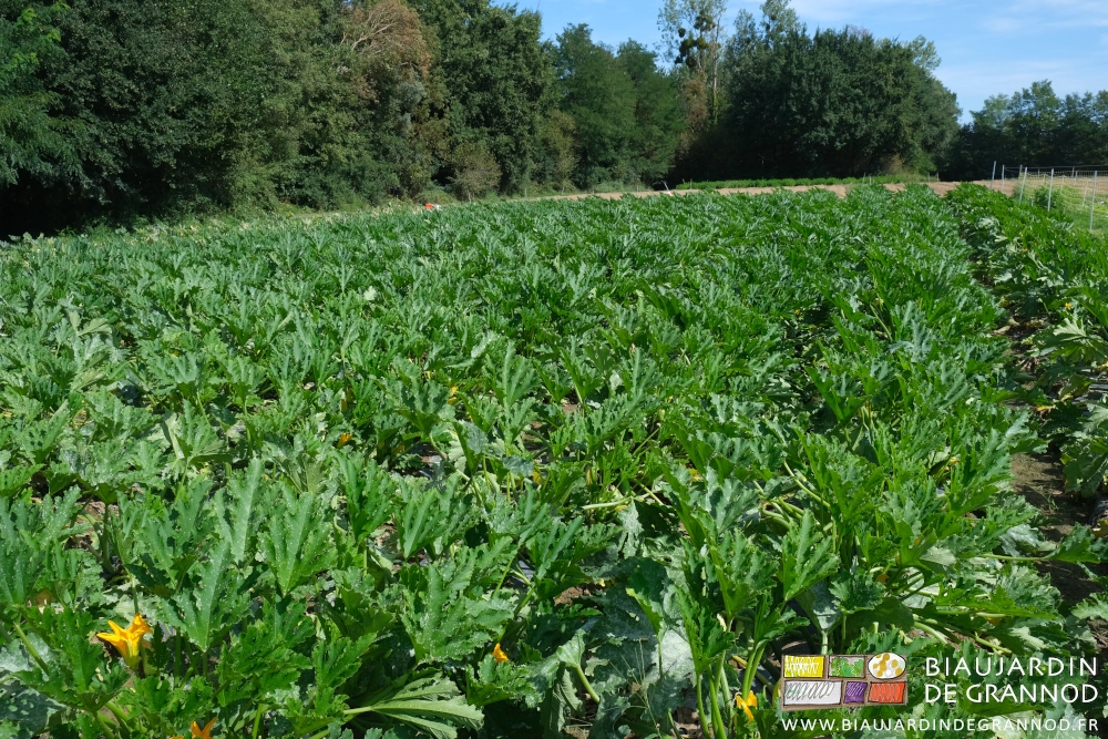 photo d'un carré de courgette bien vigoureux sur fond de haute haie bocagère