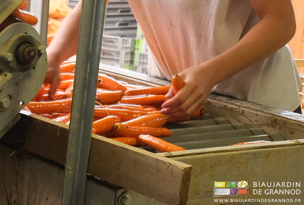 photo des mains de Alice prélevant des carottes abîmées sur la table de tri avant pesée et mise en sacs