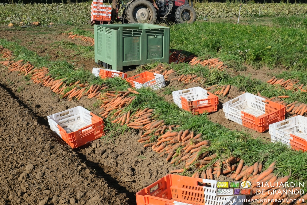 photo de l'alignement des carottes rangées à touche touche en rang avant reprise manuelle