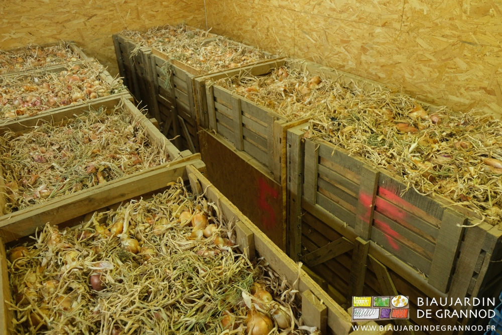 photo des oignons aux feuilles bien sèches en palox dans leur local isolé et ventilé
