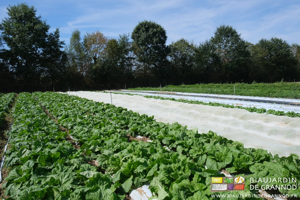 photo du carré de chou Pé-Tsaï alternant planches couvertes de vert et planches blanches d'un filet