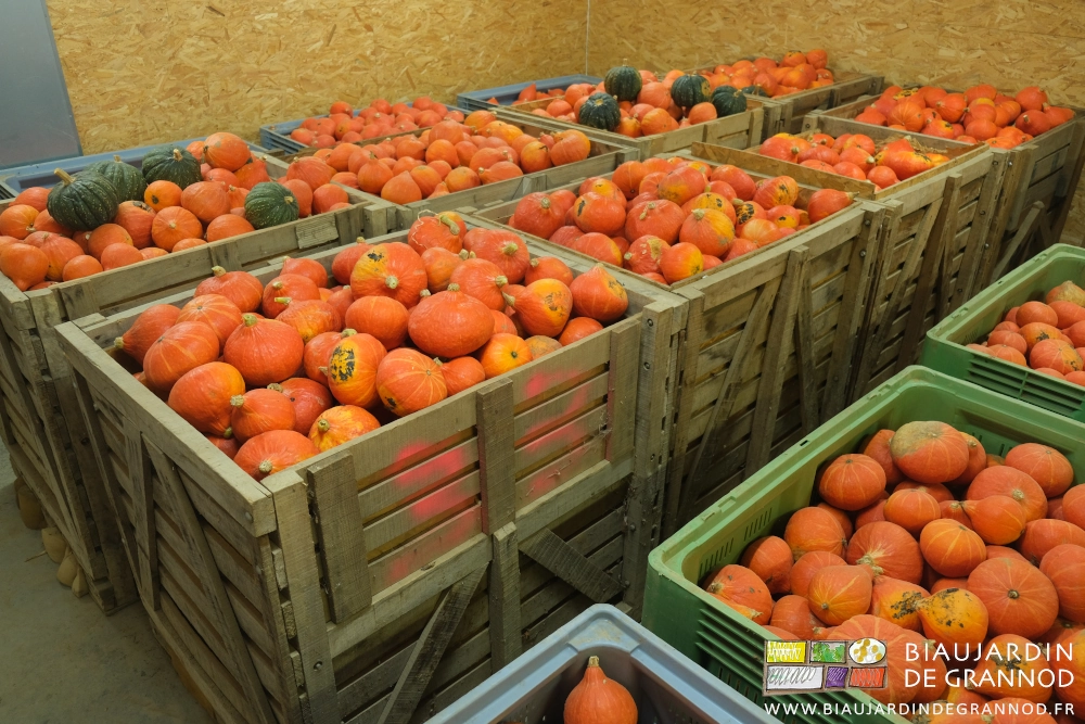 photo des potimarons en palox bois côte à côte dans le local isolé et ventilé