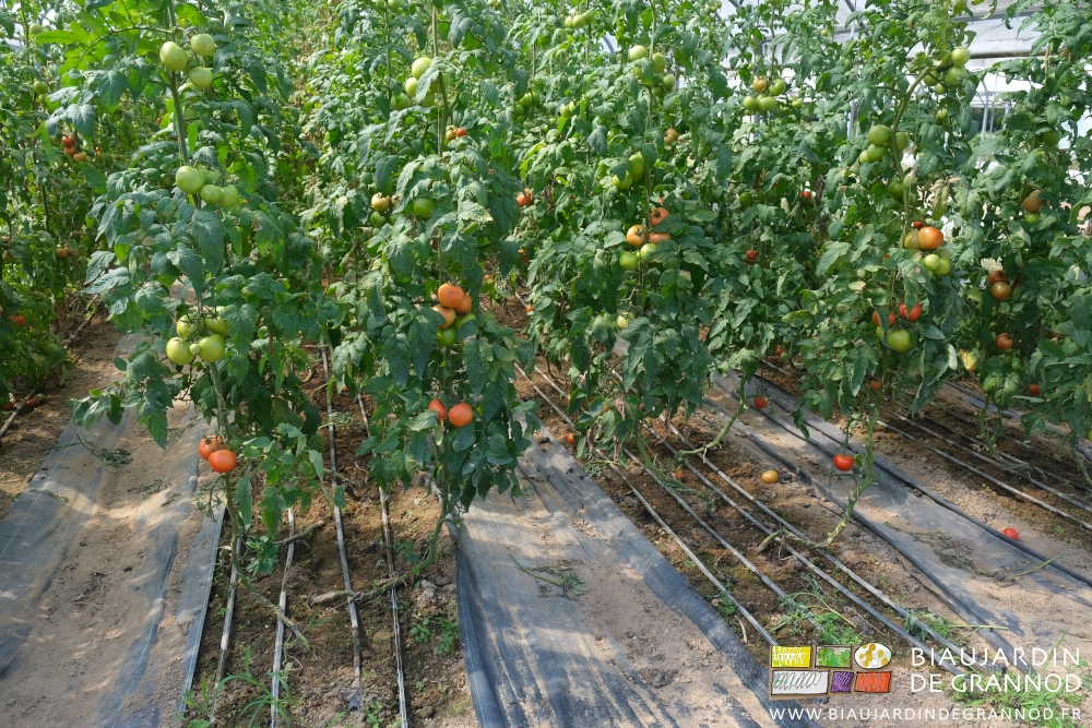 photo d'un tunnel de tomates en début de production en culture binée manuellement