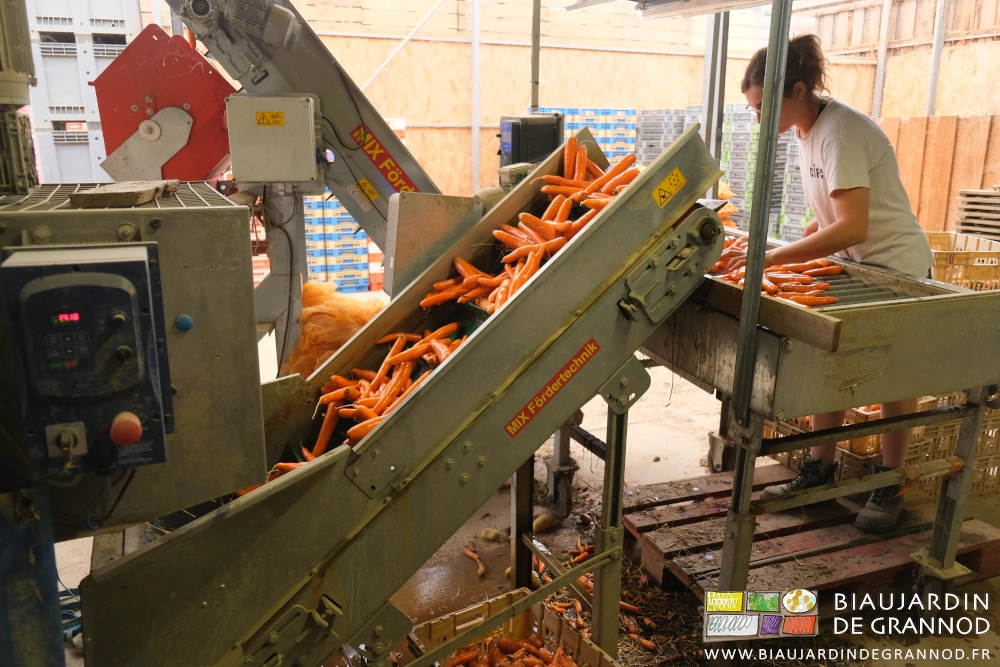 photo en sortie de laveuse de carottes dans le tapis caoutchouc qui les monte à la table de visite