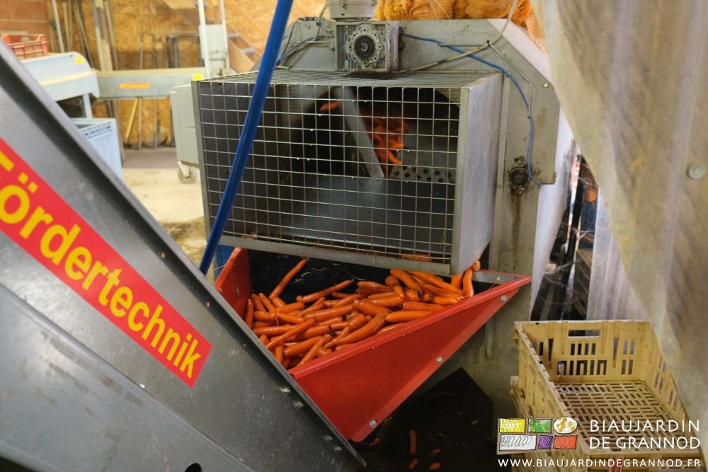 photo des carottes propres sortant du cylindre de lavage