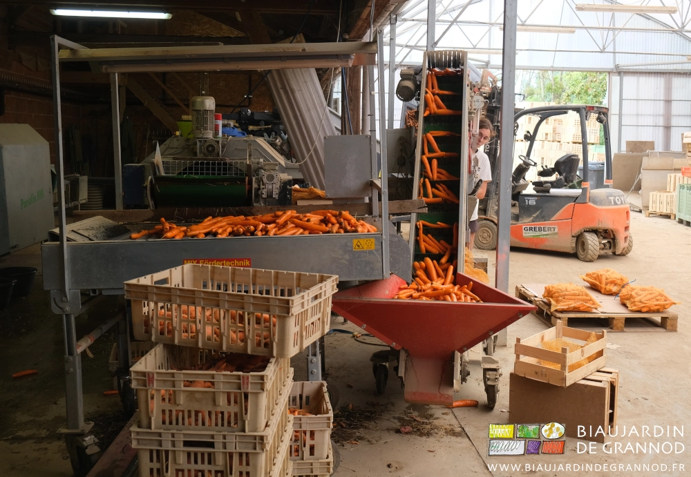 photo de la trémie quasi plein entre table de tri au travail et tapis grimpant les carottes au pesage