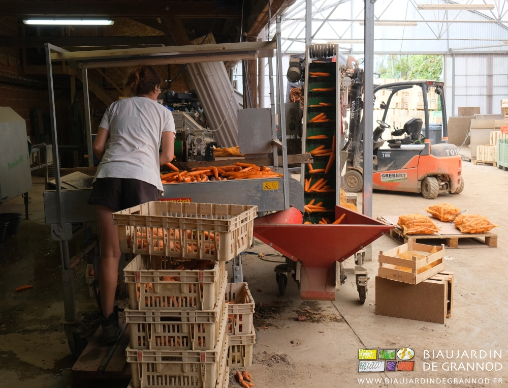 photo de Aline de dos triant les carottes lavées passant sous ses yeux