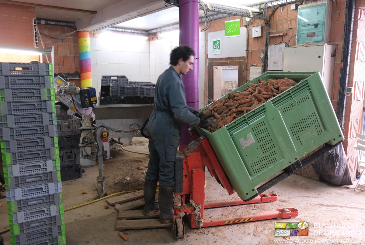 photo de Vivien prenant les carottes dans un palox tenu penché à bonne hauteur grâce au basculeur