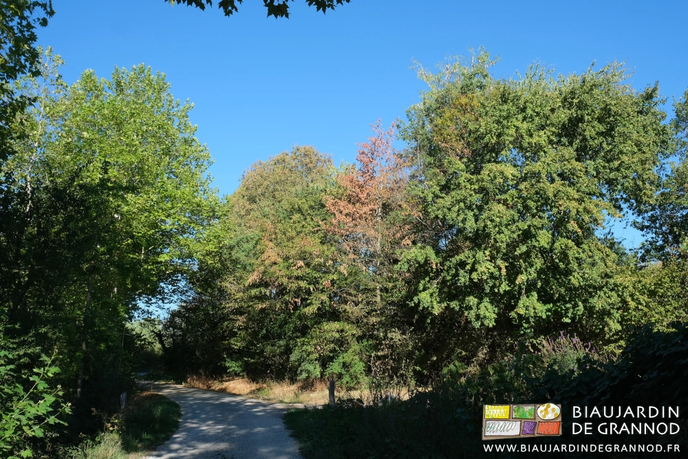photo d'un des arbres secs dans la haie bordant la desserte de notre ferme