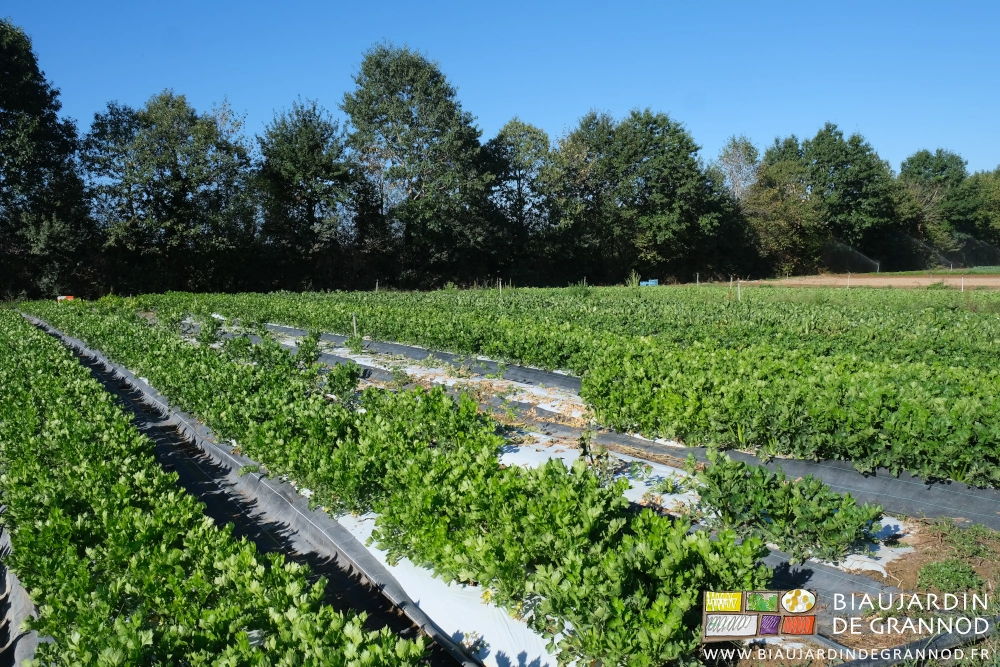 photo du carré de cèleri branche sur paillage blanc