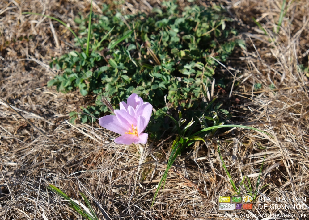 photo d'un colchique isolé dans l'herbe jaunasse et sèche de la prairie de Seille, zone inondable