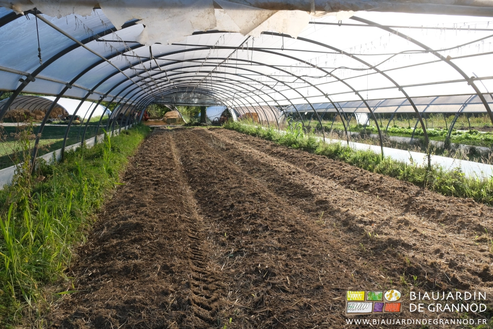 photo sous tunnel 4 planches avec mélange superficiel de terre avec tiges et feuille de sorgho en début d'assimilation